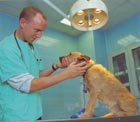 Shaun Opperman, Head Veterinary Surgeon