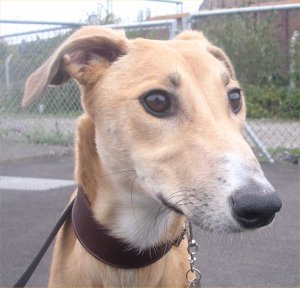 Roxy is my name and running is my game.