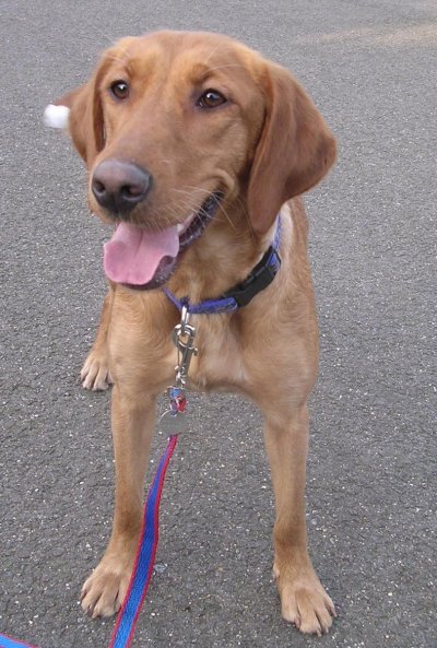 I'm bouncy but very sweet!