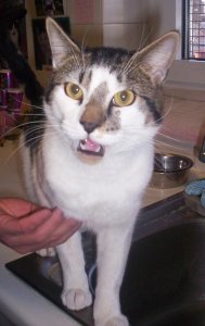 Look - just give me the chicken, all right?