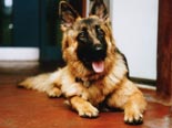 GSD - Wolfie, Jo Skidmore's dog