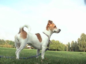Molly looking at sky
