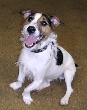 I am a good boy, honest!