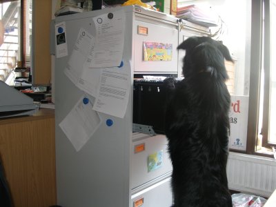 Shadow helping with filing