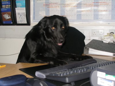 Shadow checking his email