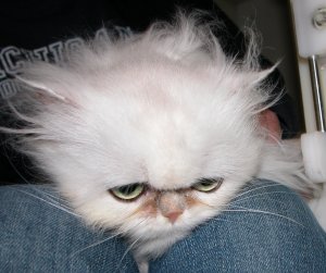 Persha - dandelion clock