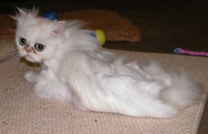 Persha on the magic carpet