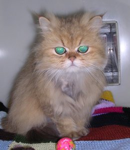 No, I am not a Mogwai