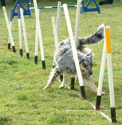 Tick weaving through the poles