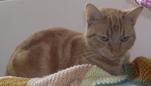 Tiggy Wiggy - she's a girls' cat!