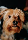 tand and brown Yorkshire Terrier