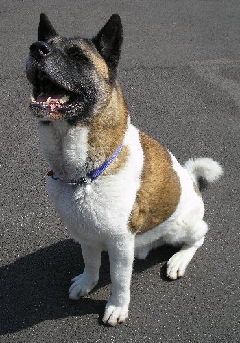 Kuma found that joke particularly amusing!