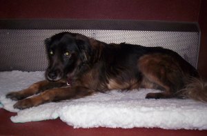 I need a loving home