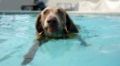Dog Swimming