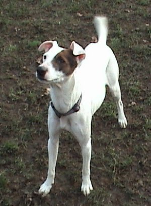 Poppy Jrt