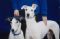 Greta and Spooky - Becky's Greyhounds