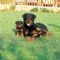 Rottweiler Breed