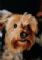 tand and brown Yorkshire Terrier