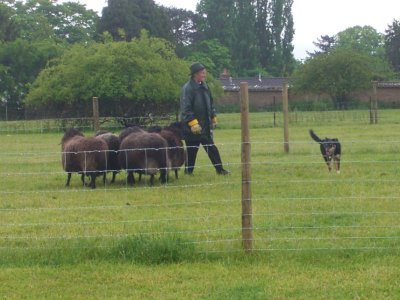 Collie working Sheep